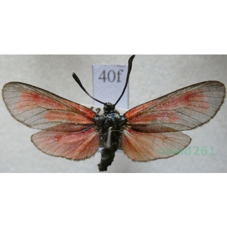 Zygaena osterodensis Reiss, 1921 Czech40f